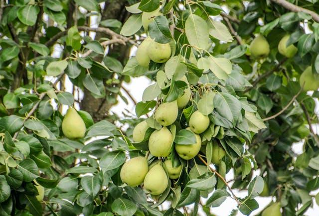 Fruit-bearing pear tree illustrating partial self-fertility