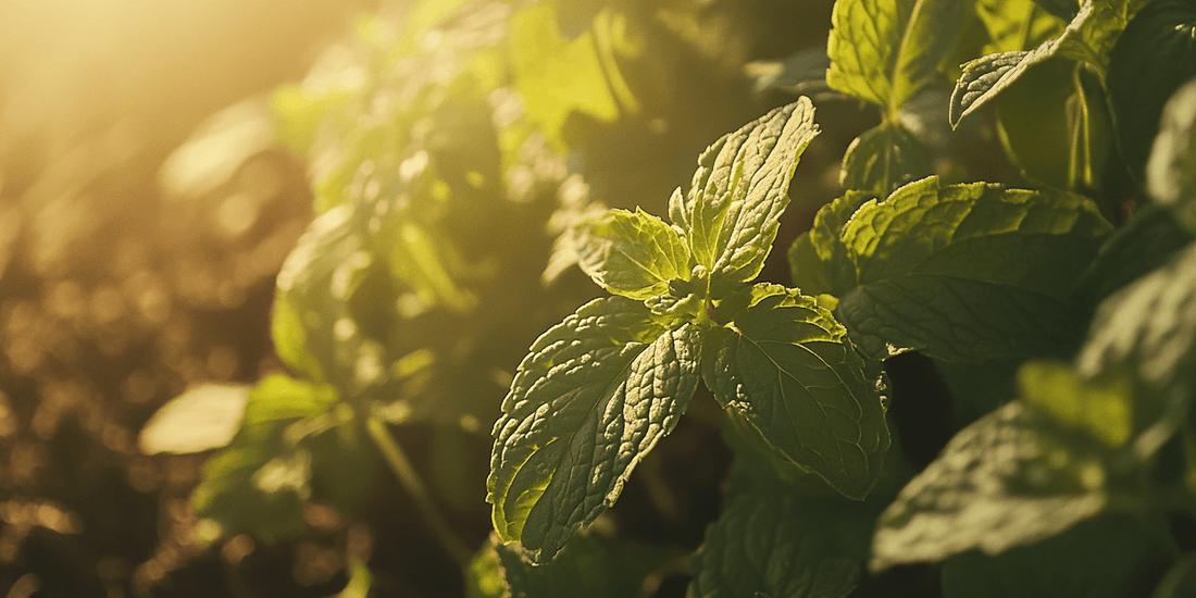 Green mint leaves