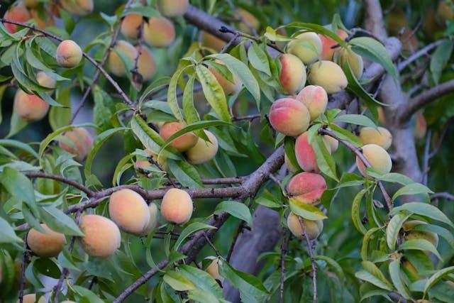 Healthy peach tree carrying ripe fruit