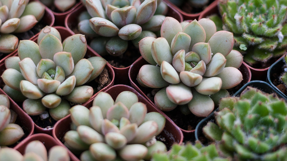 succulents and fire resistant plants