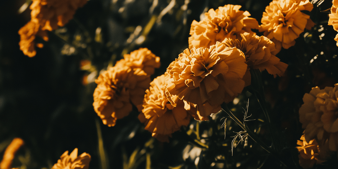 Cluster of orange marigold flowers