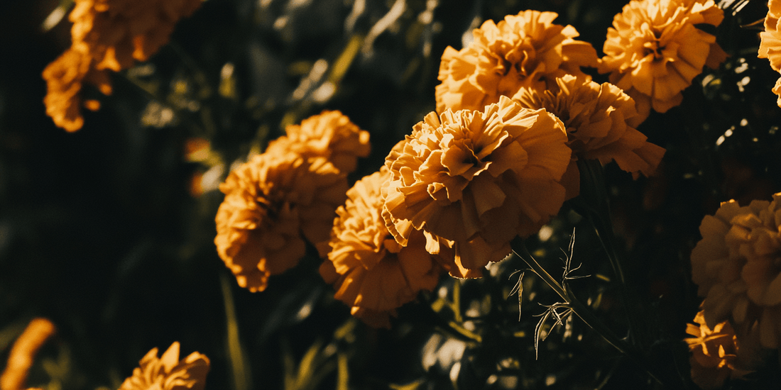 Companion Planting with Marigolds: A Gardener's Guide to Success - Grow Organic