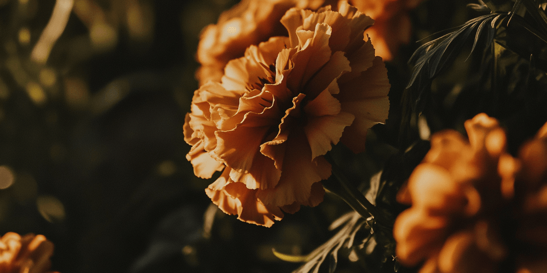 Close view of an orange marigold flower
