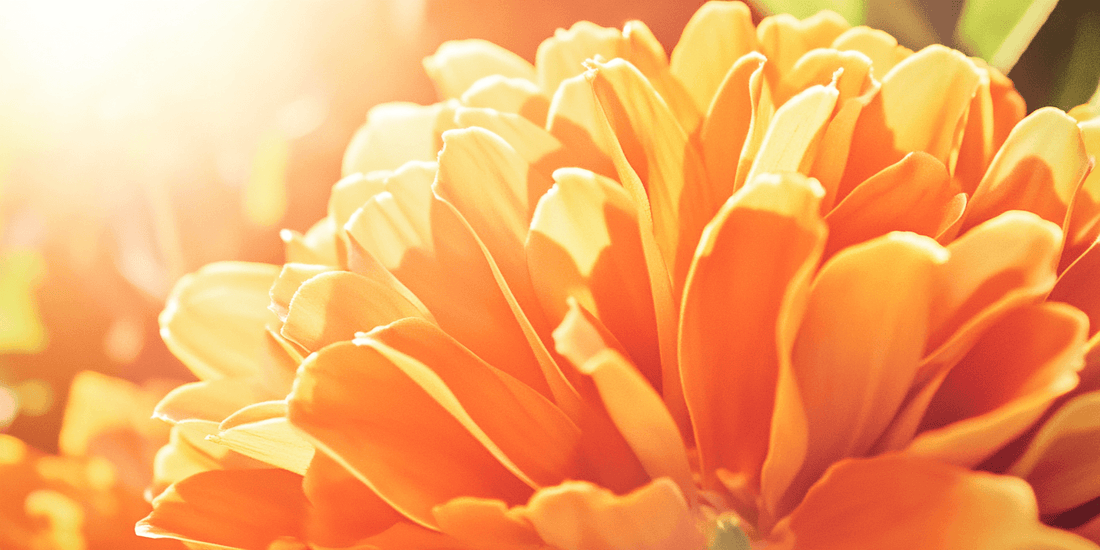 Orange marigold flower in sunlight
