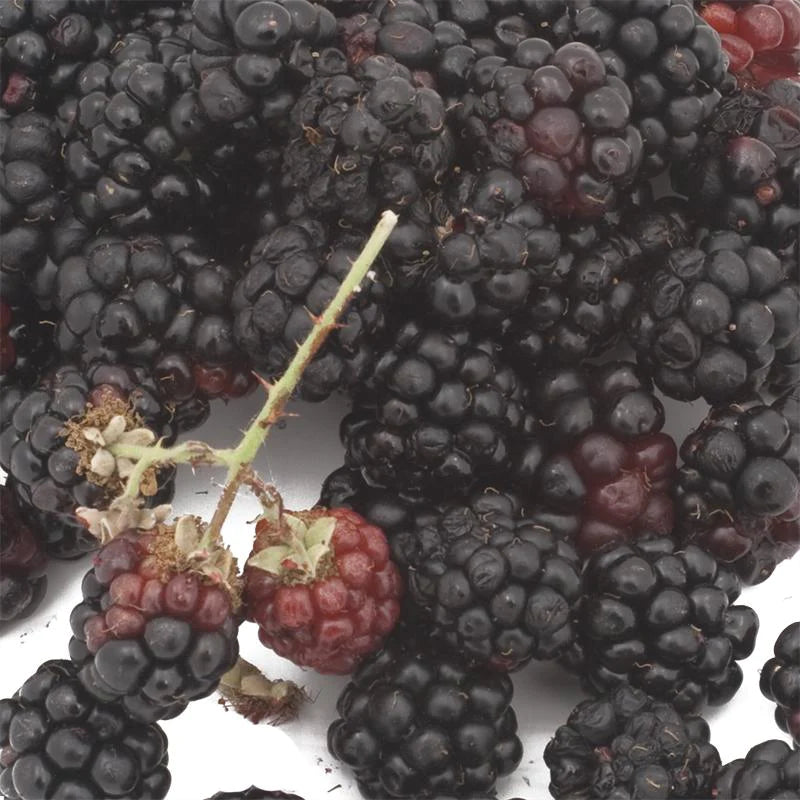 Marionberries: The Pride of the Pacific Northwest