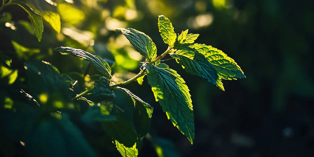Mixed farm and garden plant residues considered for composting