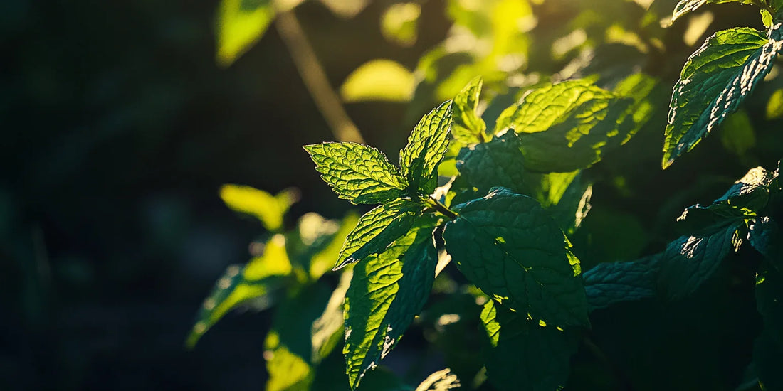 How Cation Exchange Capacity Impacts Organic Fertilizer Efficiency