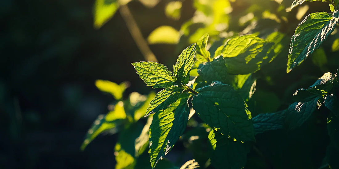 Fresh green mint leaves