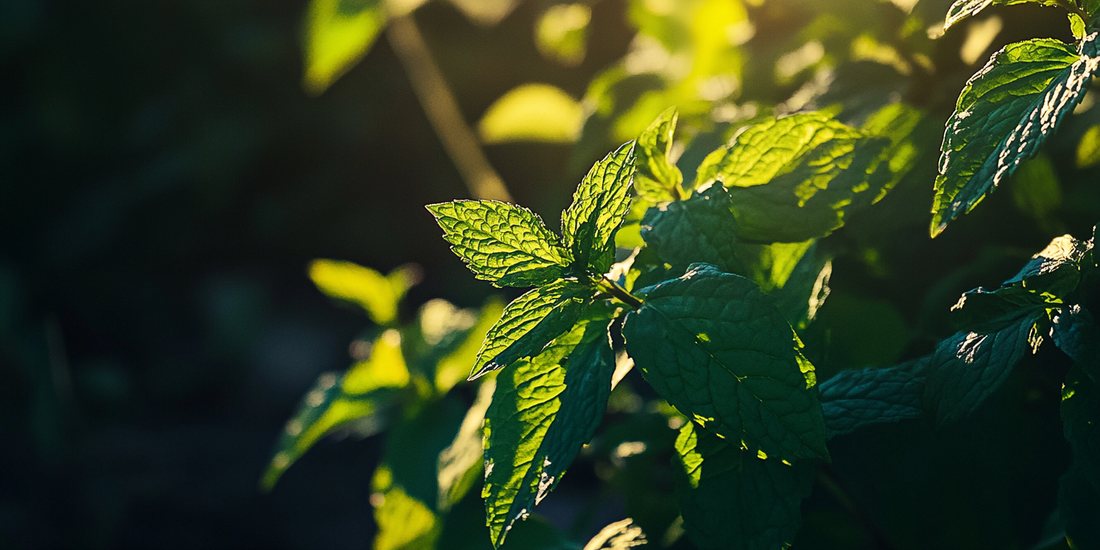 Cold Soil, Invisible Phosphorus