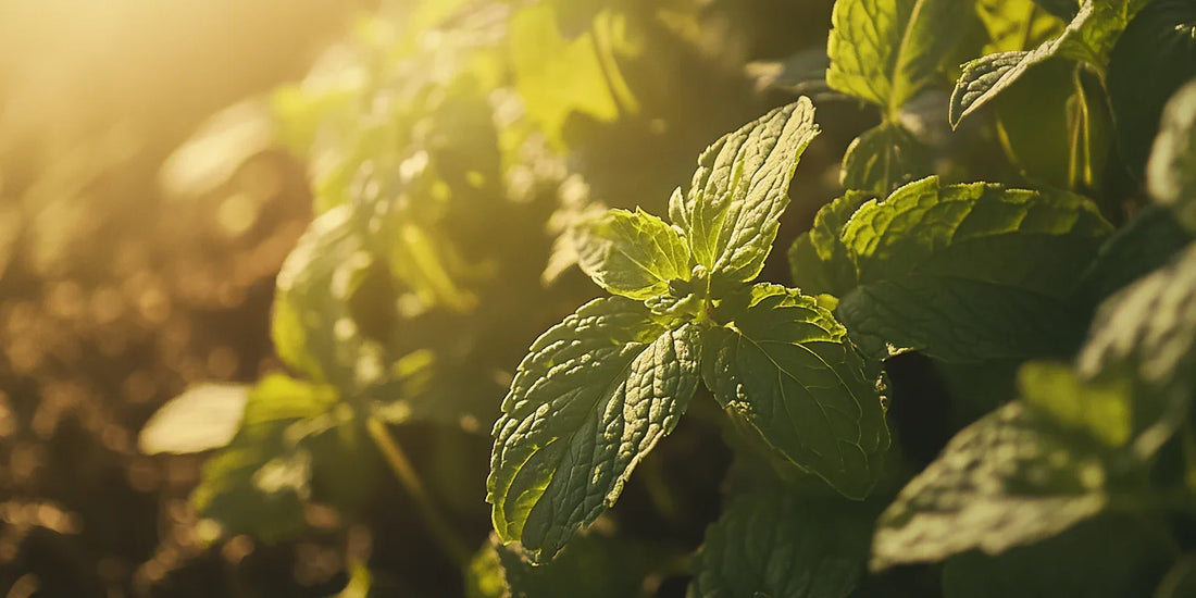 Cation Exchange Capacity and Crop Rotation