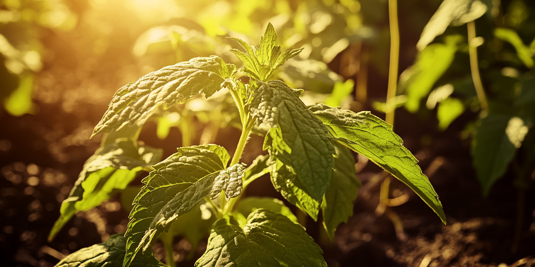 Improving Nitrogen Use Efficiency (NUE)