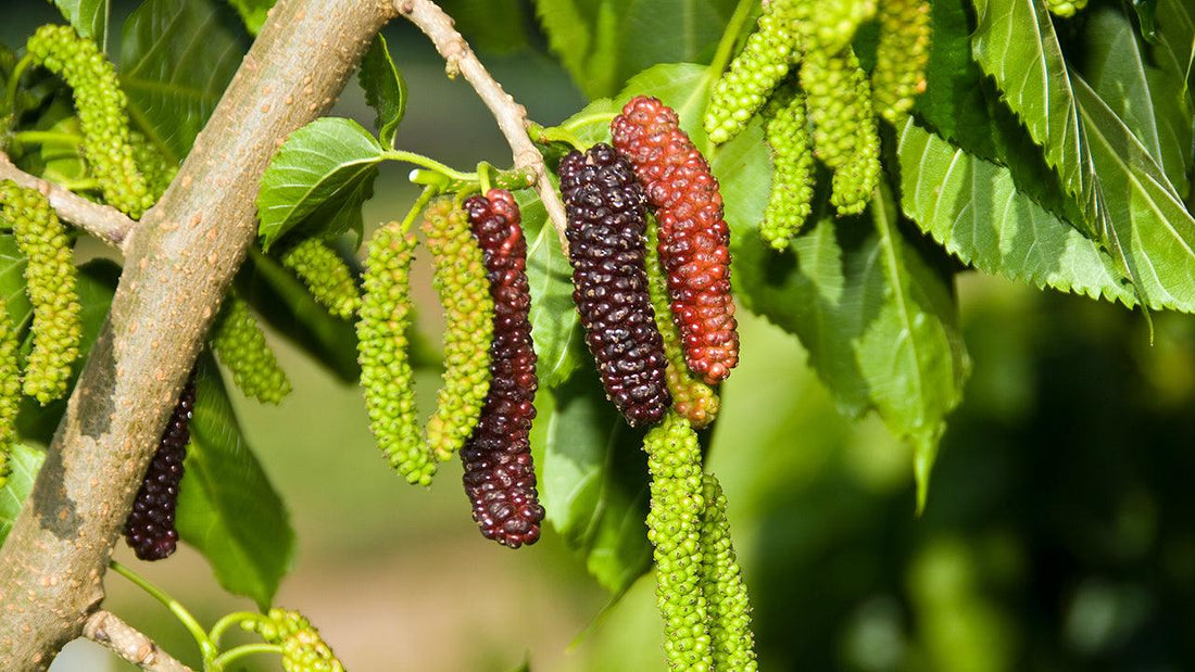 Mulberries growing on tree