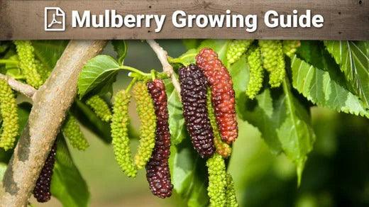 Printable mulberry growing guide field reference