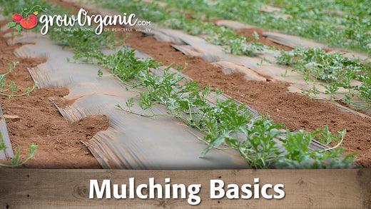 Vegetable rows covered with pale organic mulch