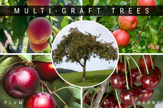 Multi Graft Trees Banner
