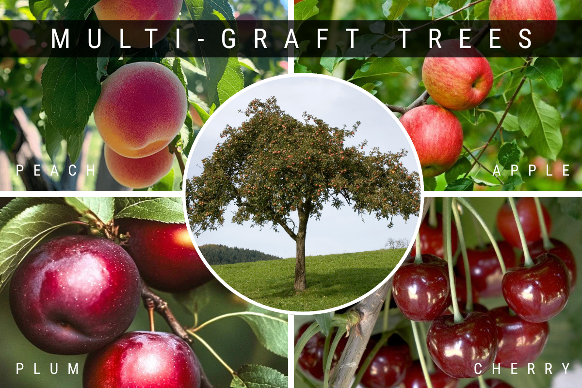 How to Plant & Care for Multi-Graft Fruit Trees – Grow Organic