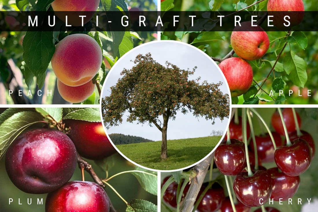 Multi Graft Trees Banner