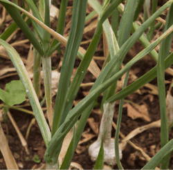Garlic plants with white streaking on their leaves