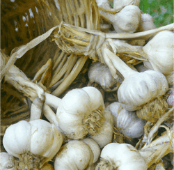 Basket of freshly harvested garlic bulbs