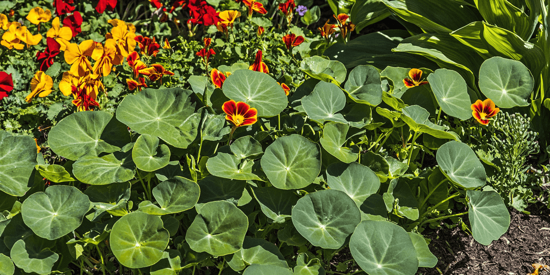 Orange and yellow nasturtium flowers