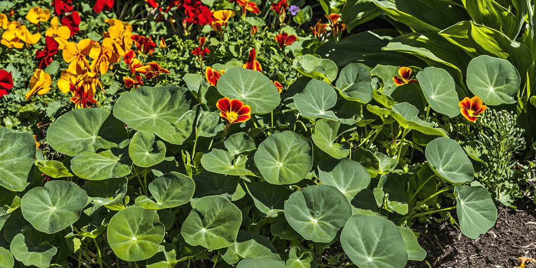 Growing Nasturtiums: A Complete Guide - Grow Organic