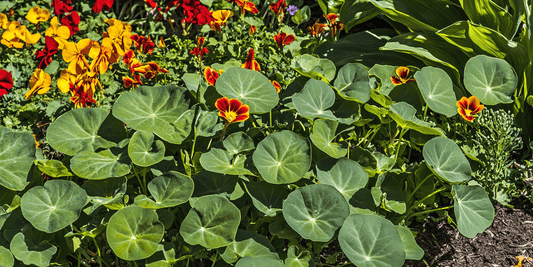 Growing Nasturtiums: A Complete Guide - Grow Organic