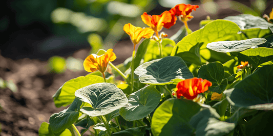 Seasonal Nasturtium Planting Tips - Grow Organic