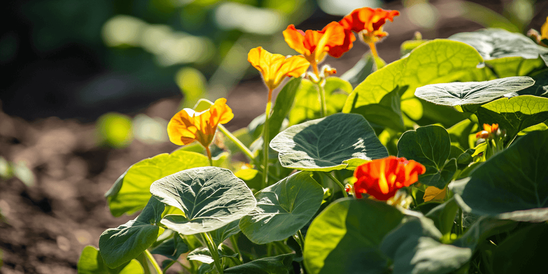 Orange nasturtium flower