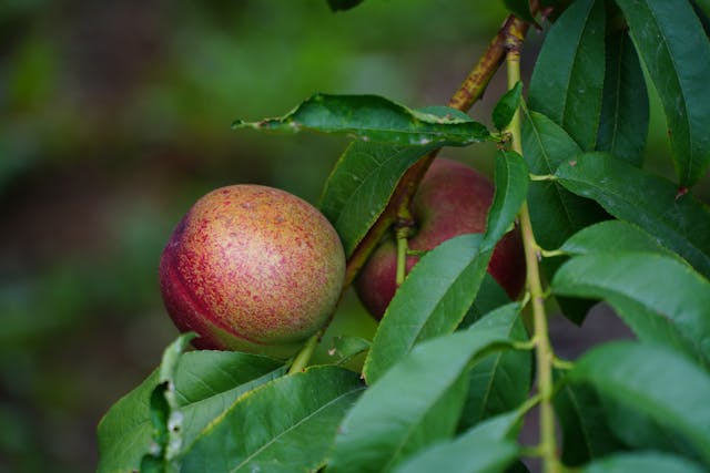 Ripe nectarine fruit on a tree branch