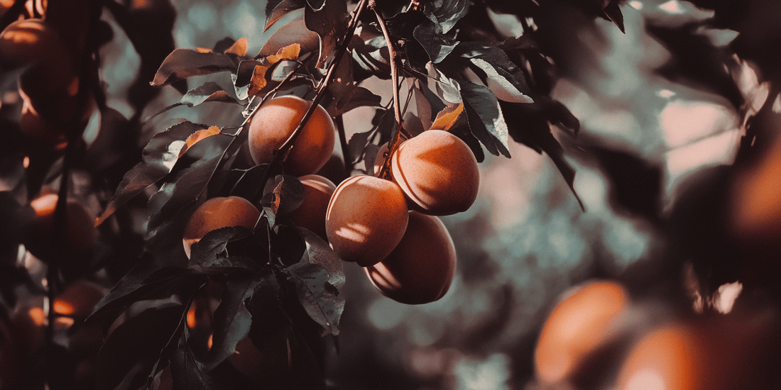 Nectarines ripening on a sunlit branch