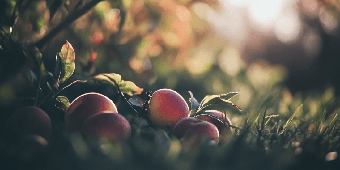 Ripe nectarines beneath a fruit tree