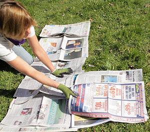 Person layering newspaper for a lasagna garden