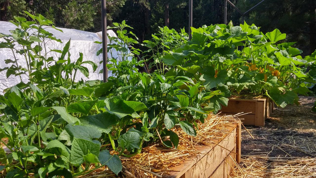 Vegetables growing in straw-mulched raised beds