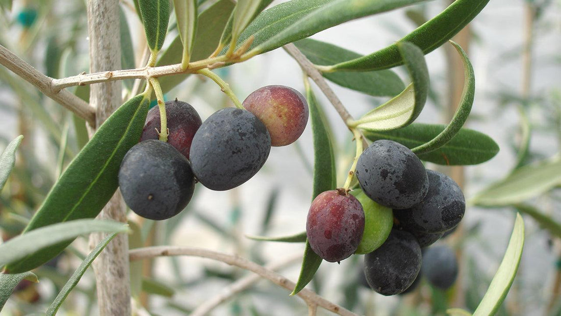 How Do Olive Trees Grow? Find Out How Olives Grow and Whether Olives Grow on Trees - Grow Organic
