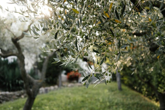 Olive fruit ripening on healthy tree branches