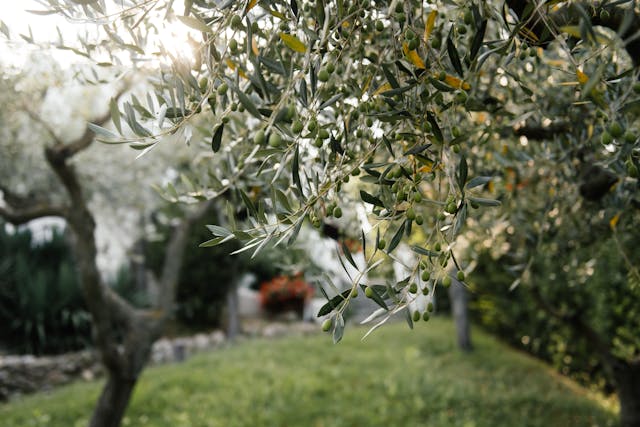 Growing Olive Trees: How to Grow an Olive Tree at Home