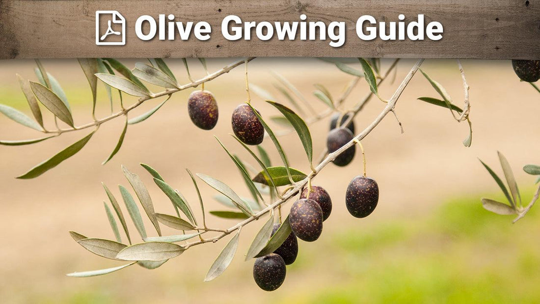Olive growing guide graphic over fruiting branches