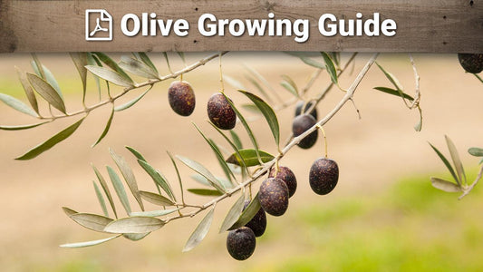 Olive growing guide graphic over fruiting branches