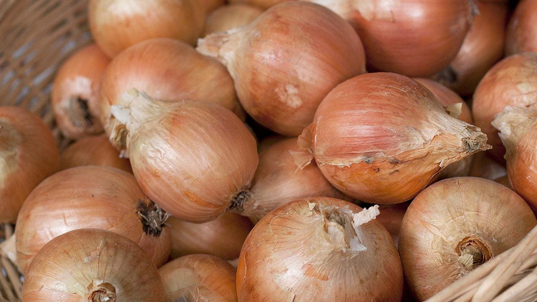 Pile of yellow onions