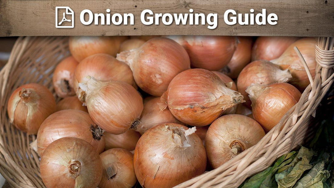 Onion growing guide graphic over a basket of onions