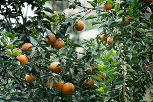When and How to Fertilize Your Fruit Trees