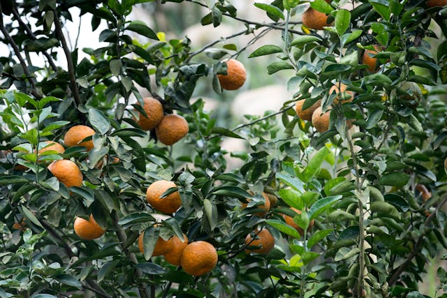 When and How to Fertilize Your Fruit Trees