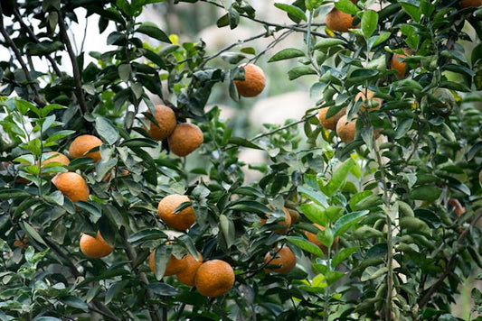 Fruit Tree Fertilizer Guide: Best Fertilizer for Fruit Trees and How to Apply Fertilizer for Fruit Trees Effectively