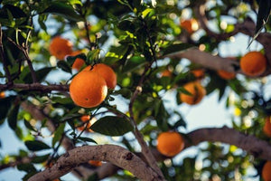 Fruit Tree Chill Hours Explained: How to Estimate Winter Chill