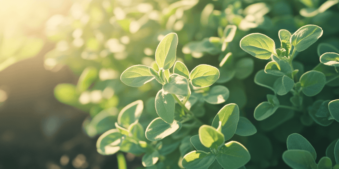 Close view of oregano leaves