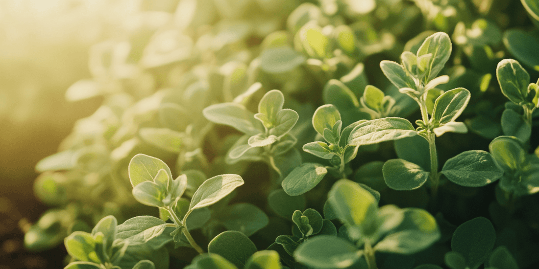 Dense oregano foliage