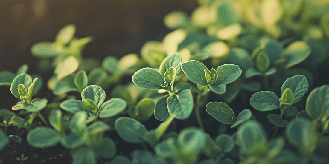 Fresh green oregano leaves