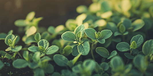 Oregano in Pollinator Gardens - Grow Organic