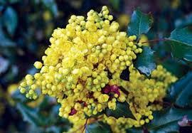 Yellow flower clusters on an Oregon grape plant