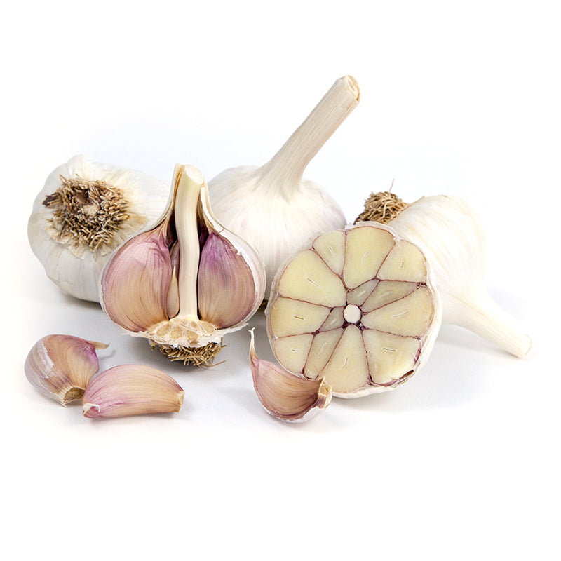 Spanish Roja garlic bulbs for planting